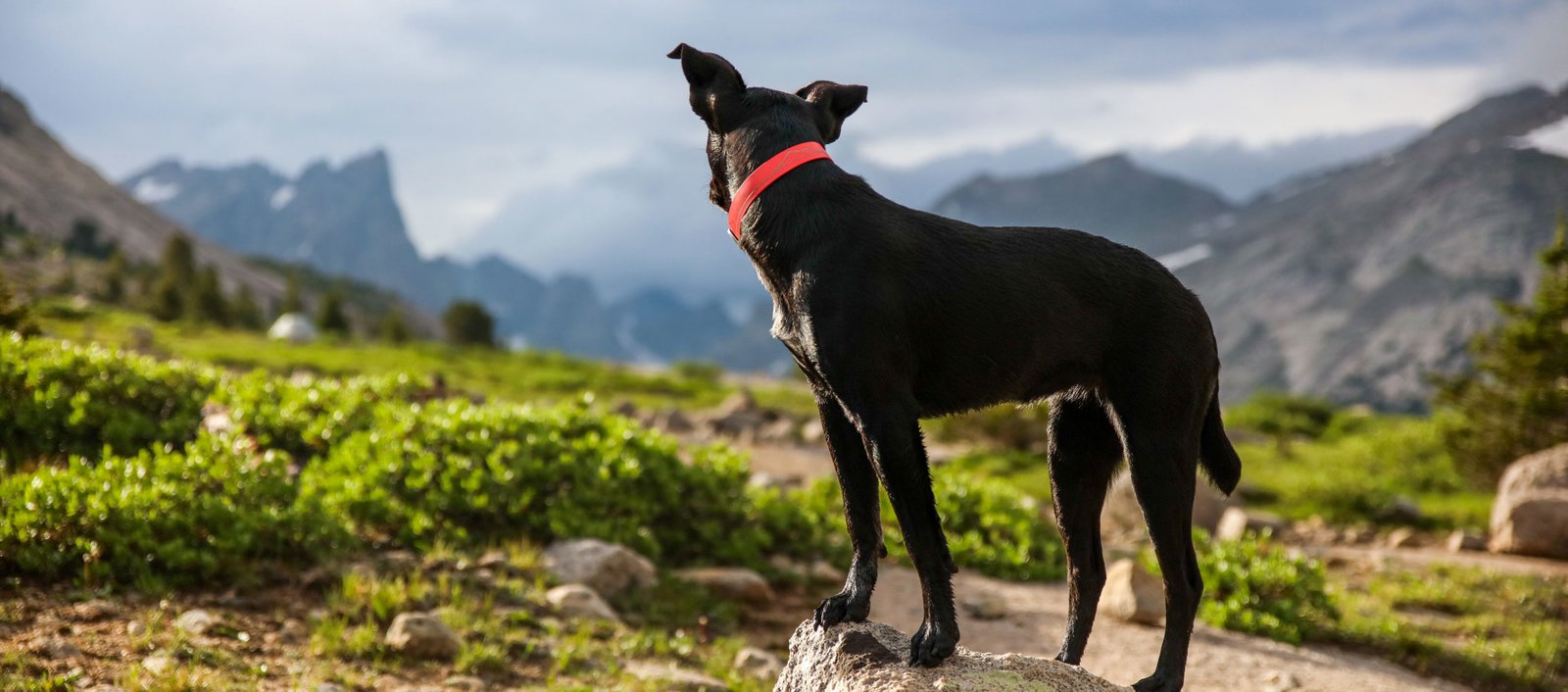 Dog watching at a distance Relaxed dog in mountain range after benefiting form an online dog training course