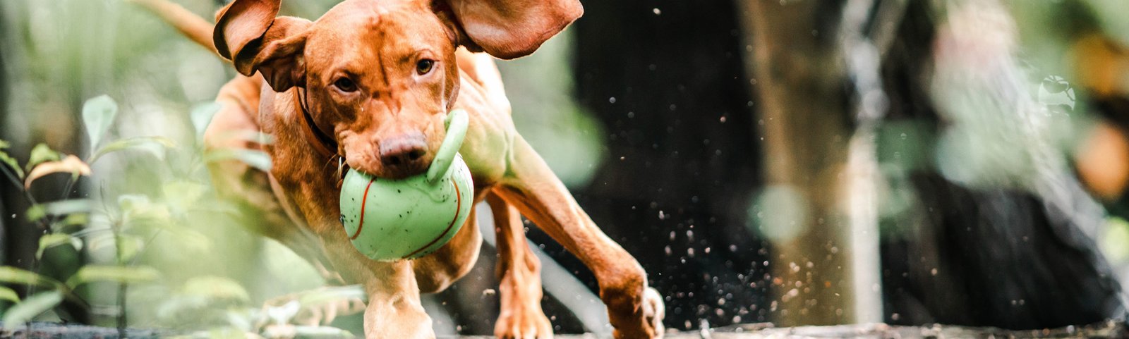 Dog with a toy A reactive dog training with a toy