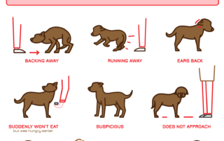 Behaviour signals of dog fear and anxiety