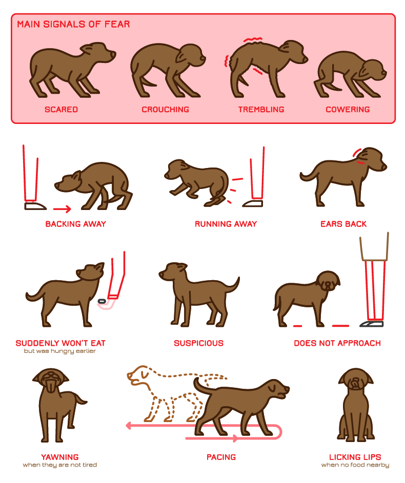 Behaviour signals of dog fear and anxiety