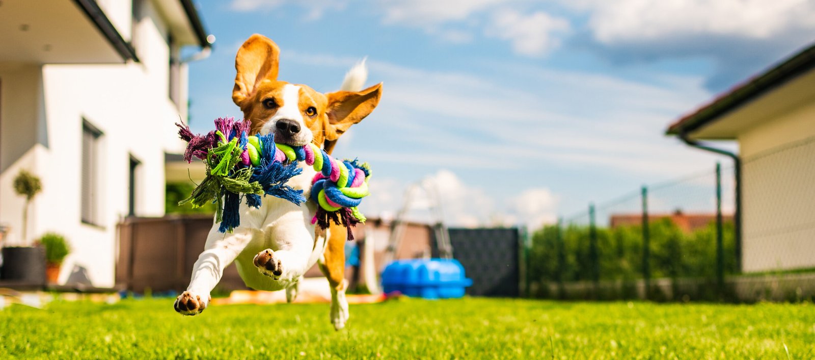 Beagle dog running with a toy in garden
