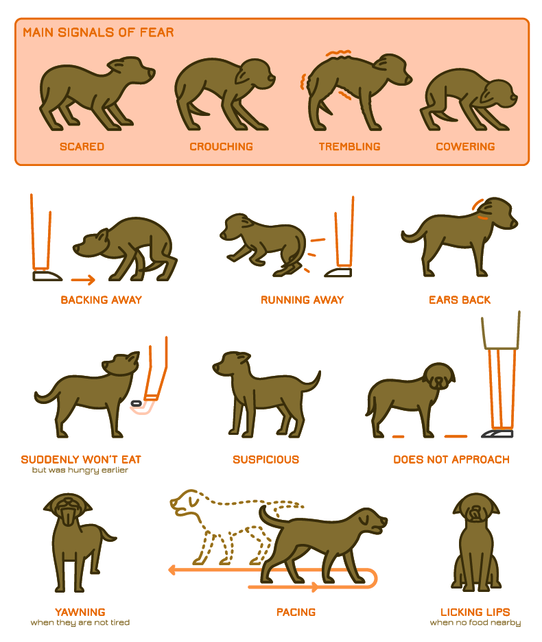 Behaviour signals of dog fear and anxiety